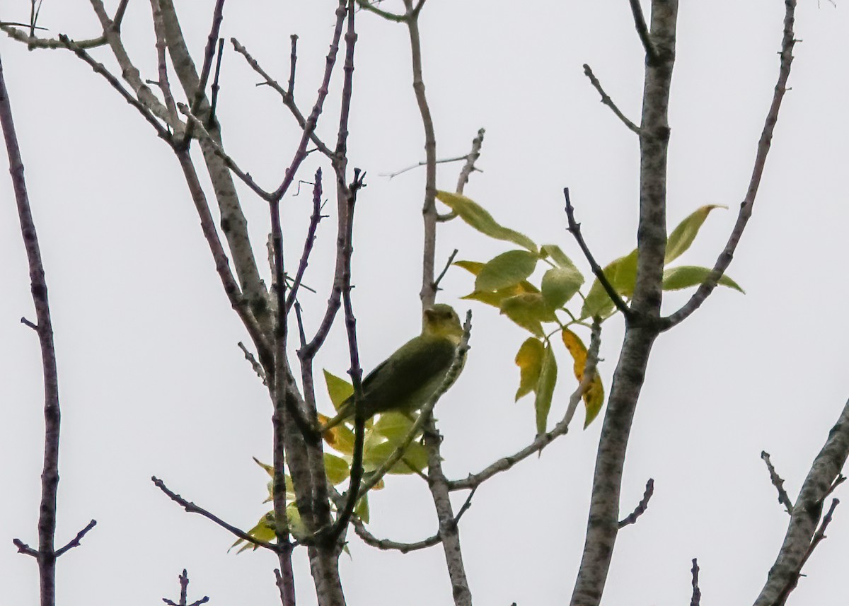 Scarlet Tanager - ML296791201