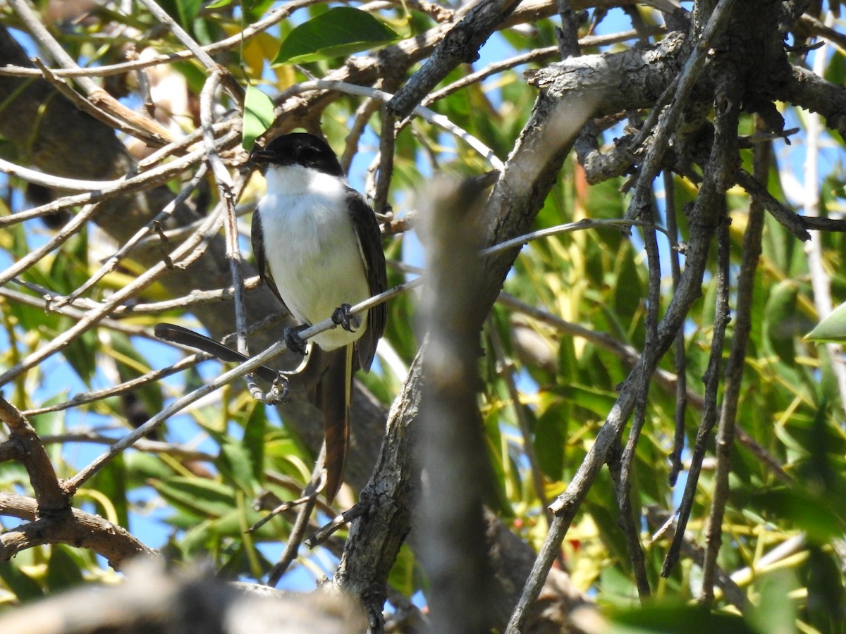 Fork-tailed Flycatcher - ML296791361