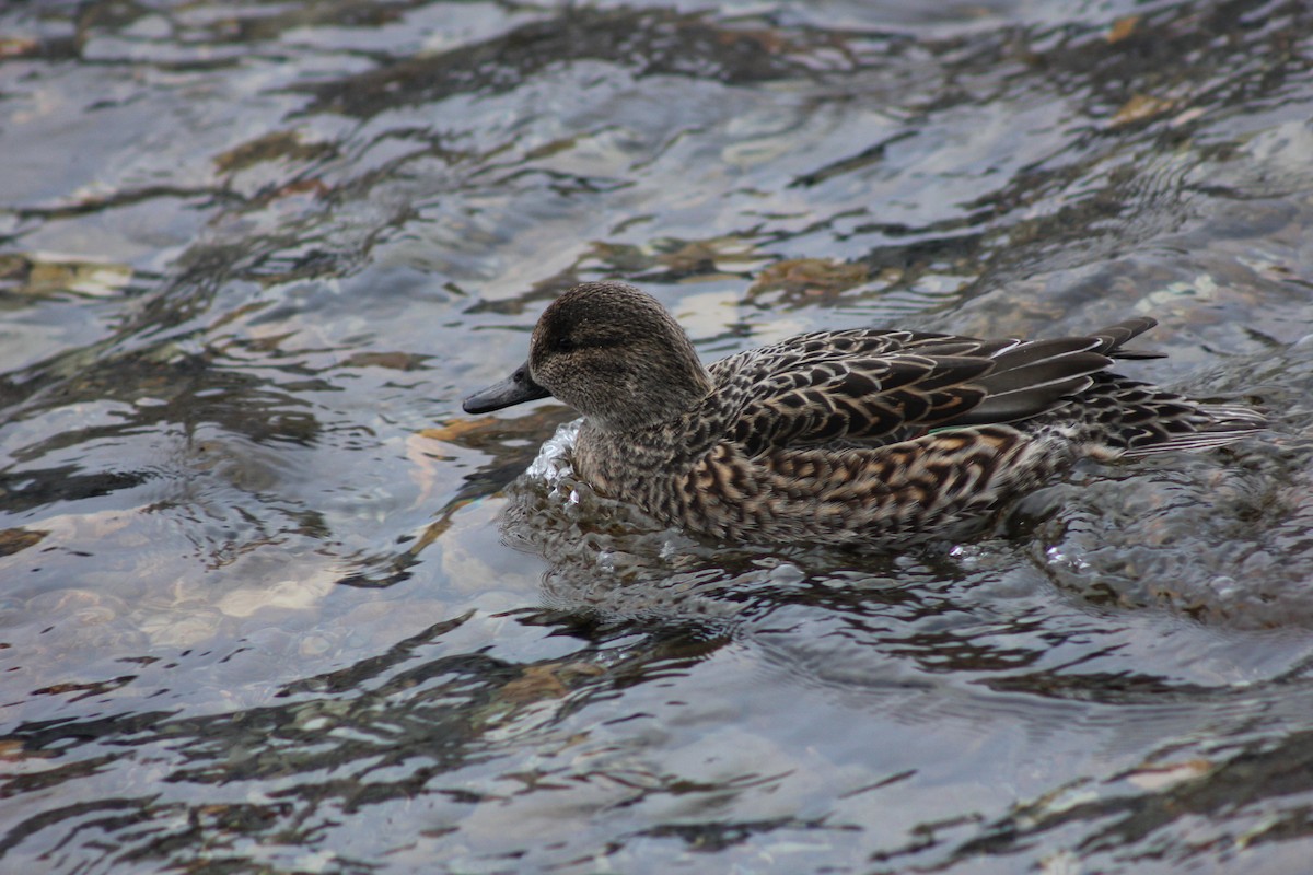 Ногоохон нугас - ML296795821