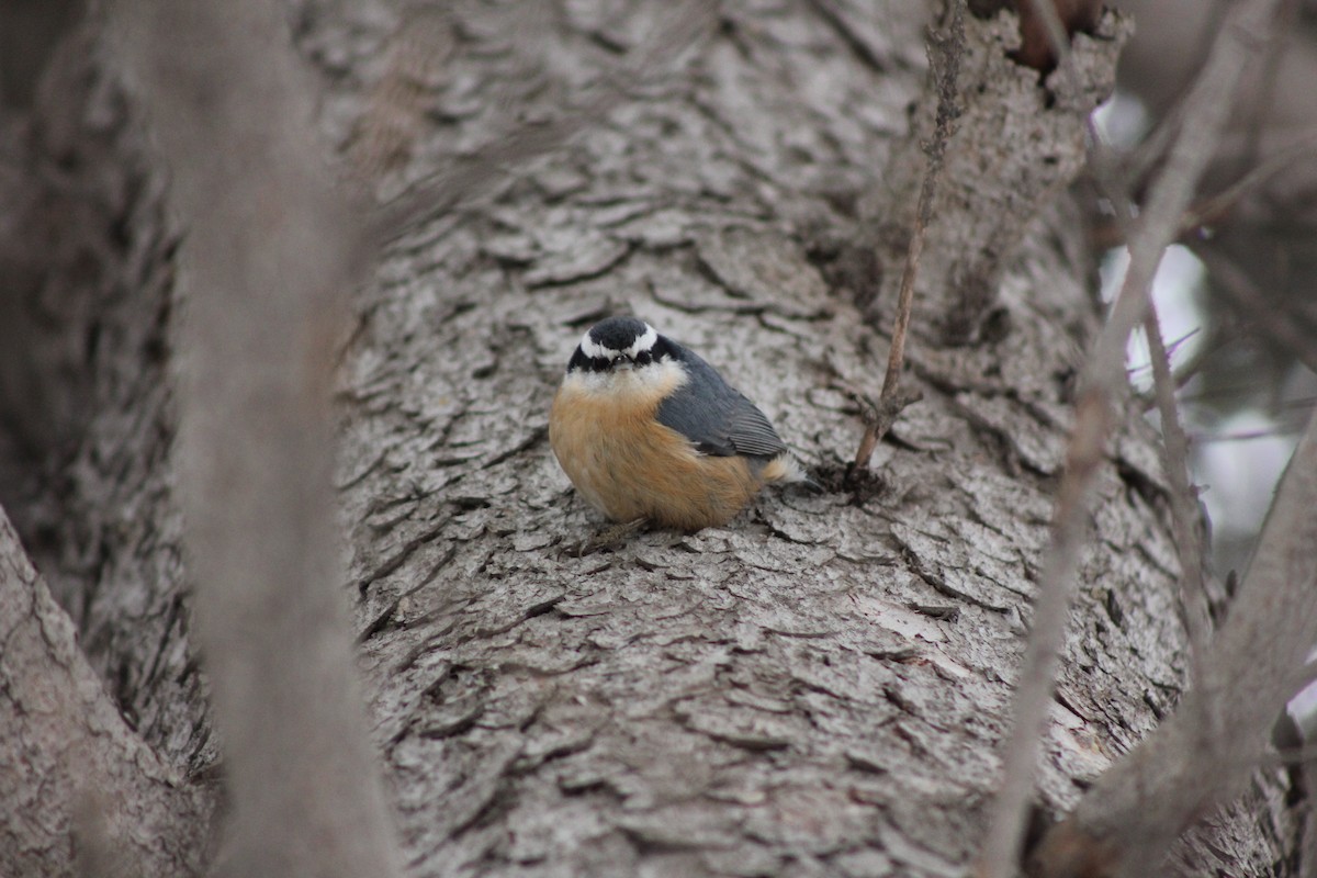 Red-breasted Nuthatch - ML296796511