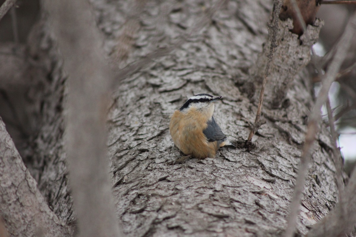 Red-breasted Nuthatch - ML296796521