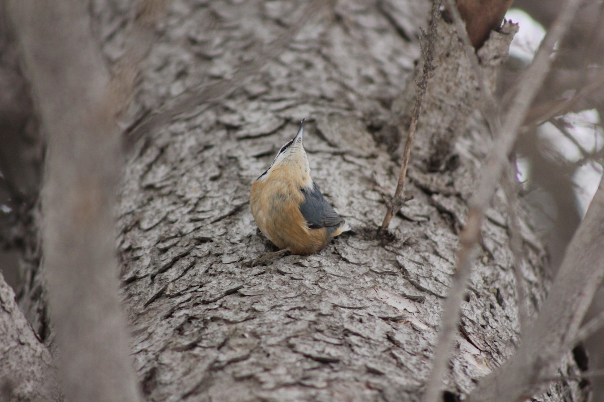 Red-breasted Nuthatch - ML296796561