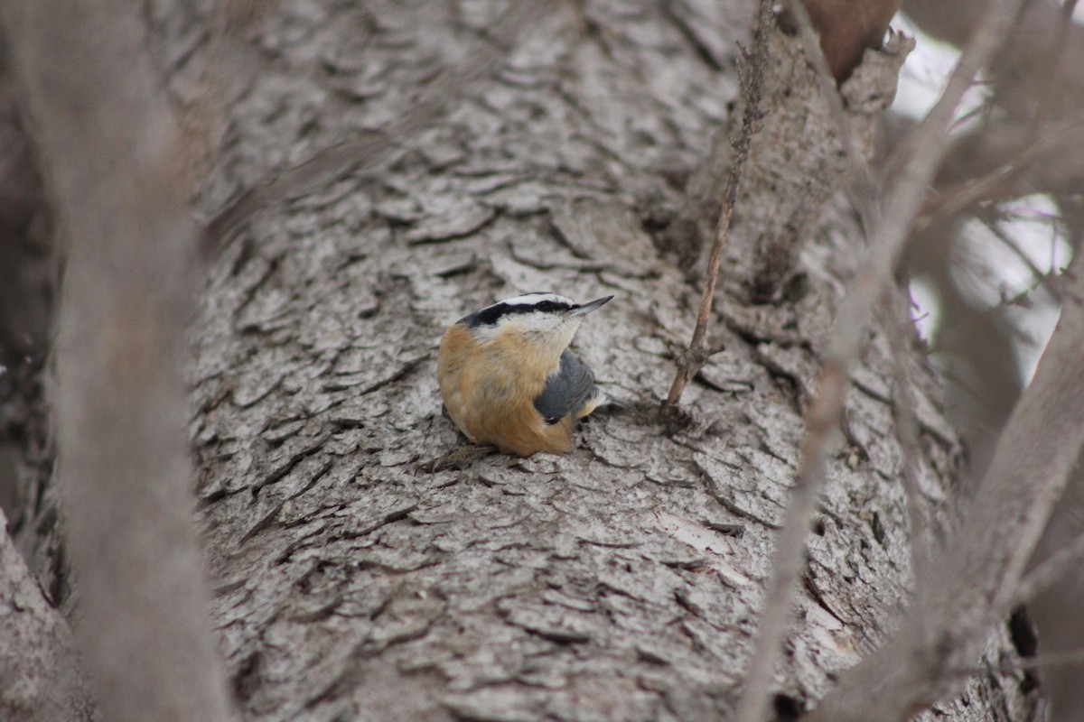 Red-breasted Nuthatch - ML296796631