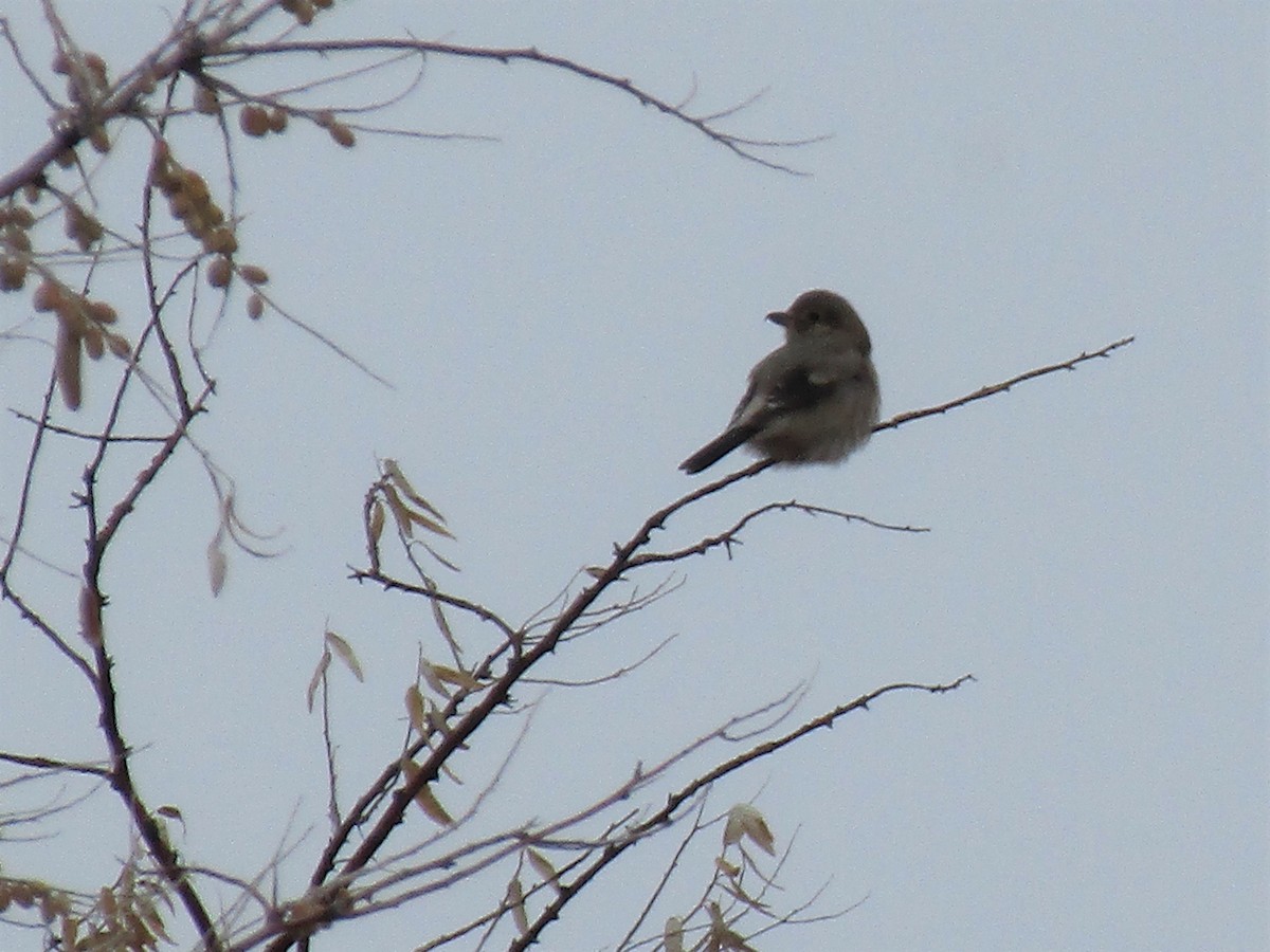 Northern Shrike - ML296797231