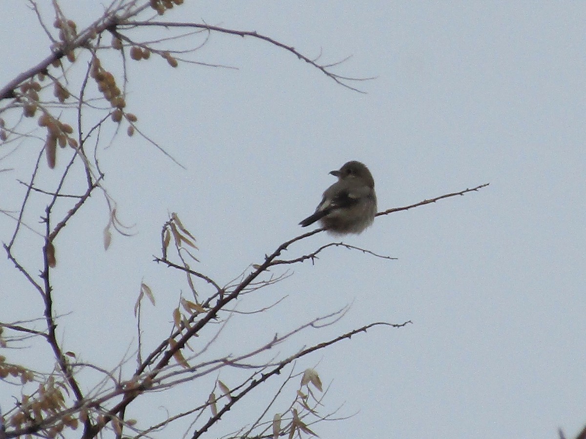 Northern Shrike - ML296797241