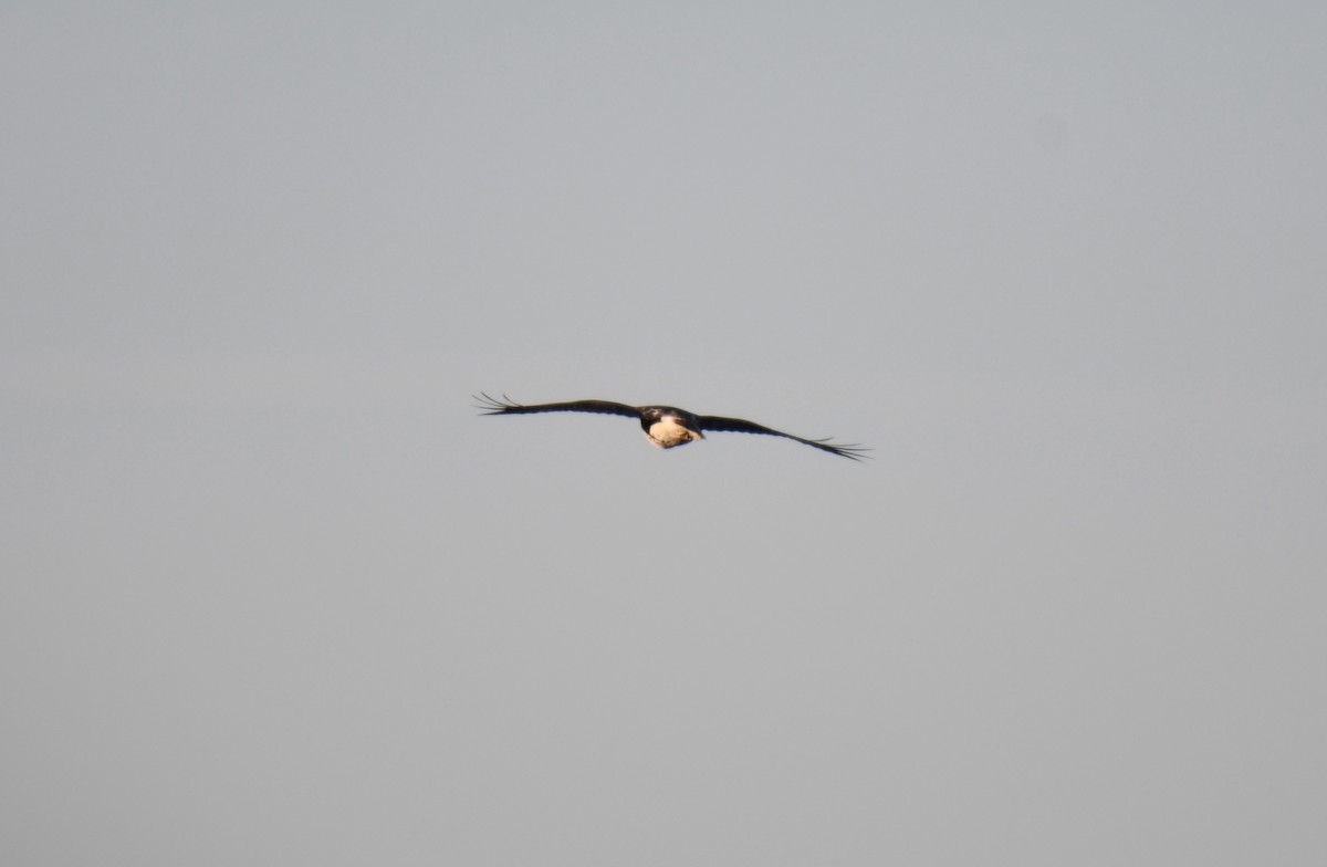 Red-tailed Hawk - Carly Rodgers