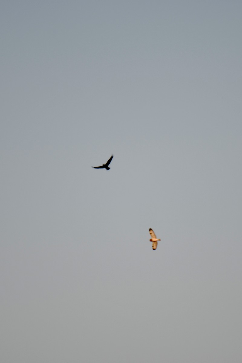 Short-eared Owl - Carly Rodgers