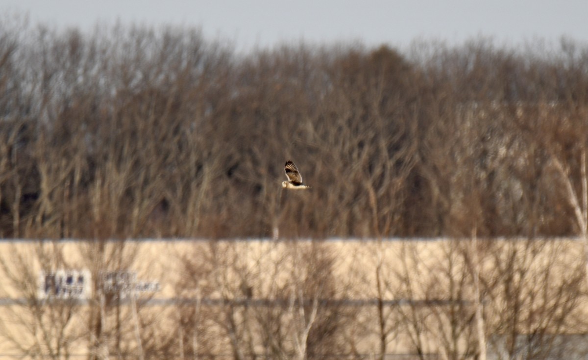 Short-eared Owl - Carly Rodgers