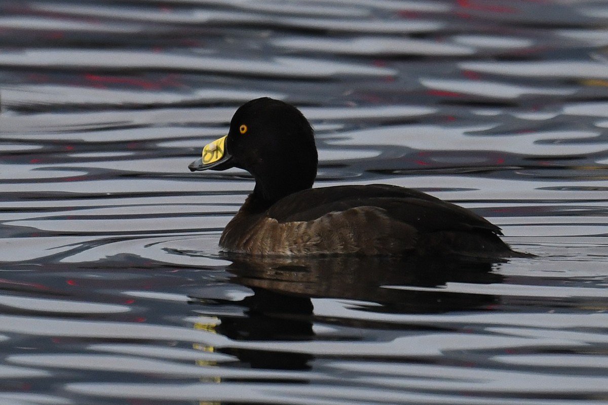 Tufted Duck - ML296798751