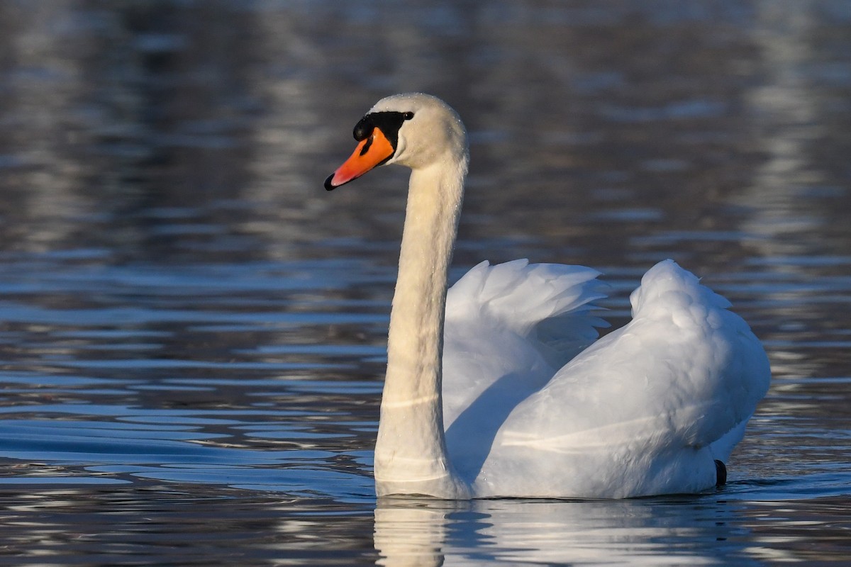 Cygne tuberculé - ML296798801