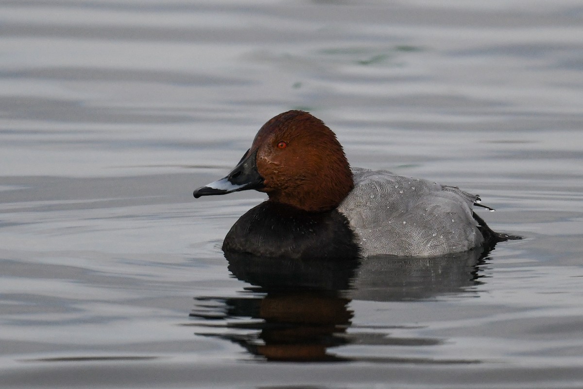 Common Pochard - ML296798851