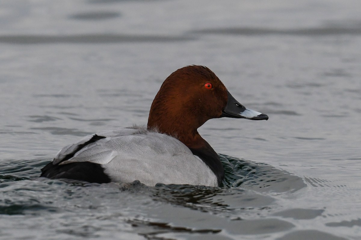 Common Pochard - ML296798871