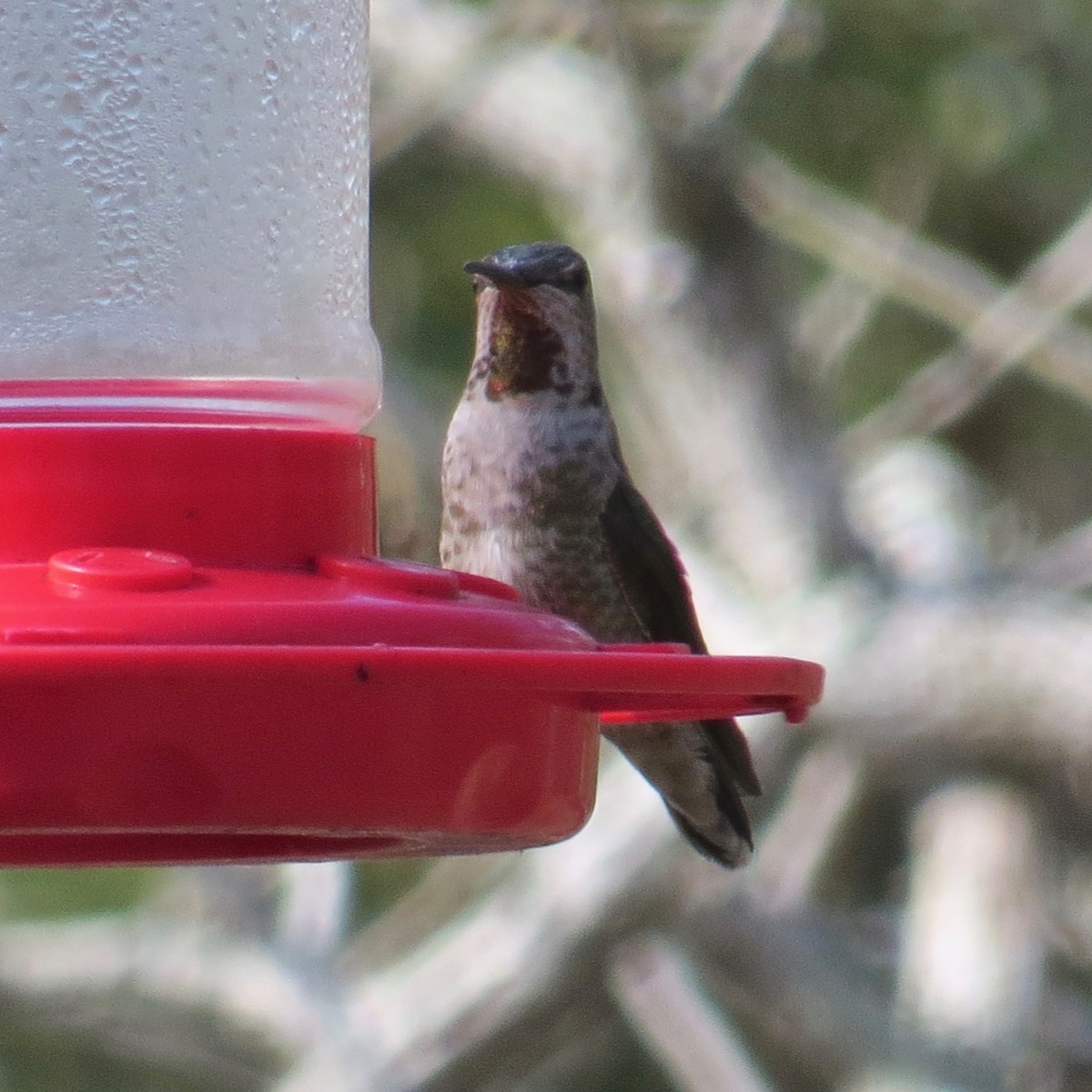 Anna's Hummingbird - ML296799531