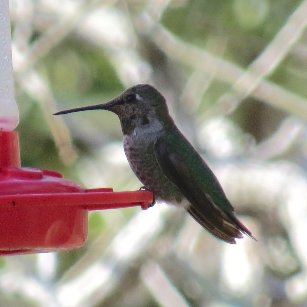 Anna's Hummingbird - ML296799611