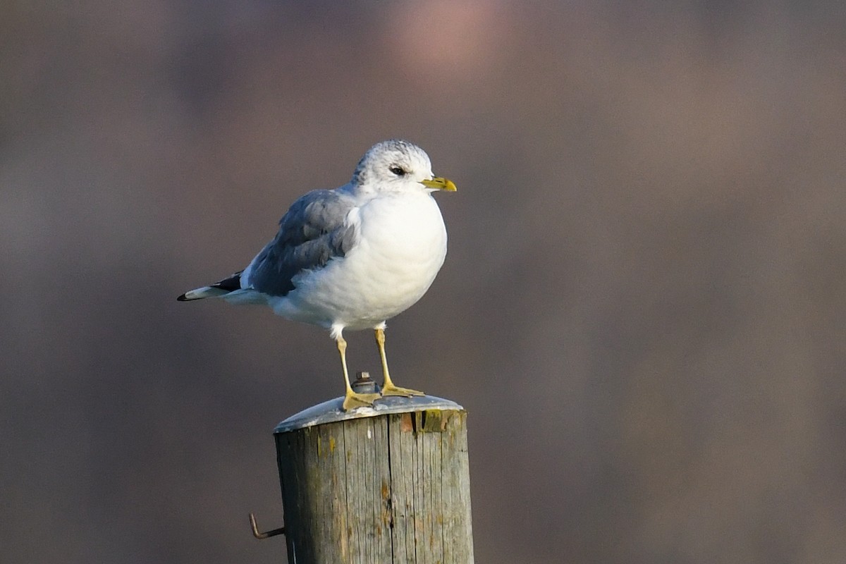 Common Gull - ML296800231