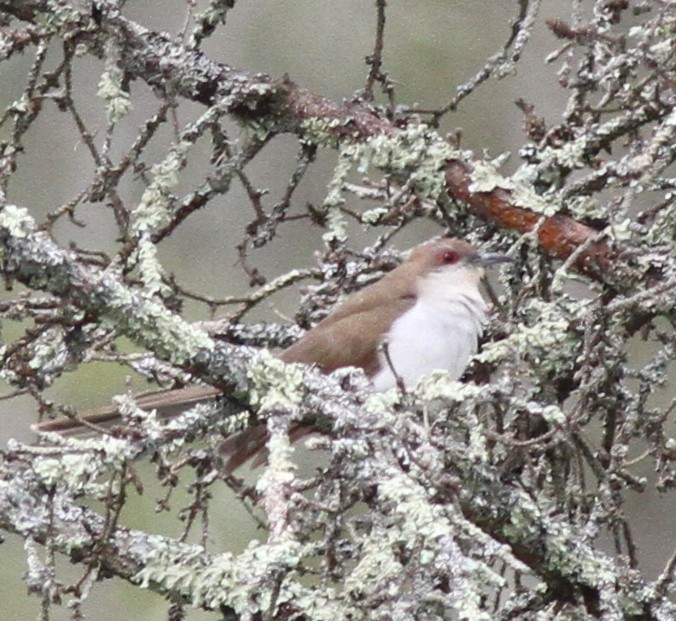 Black-billed Cuckoo - Greg Ward