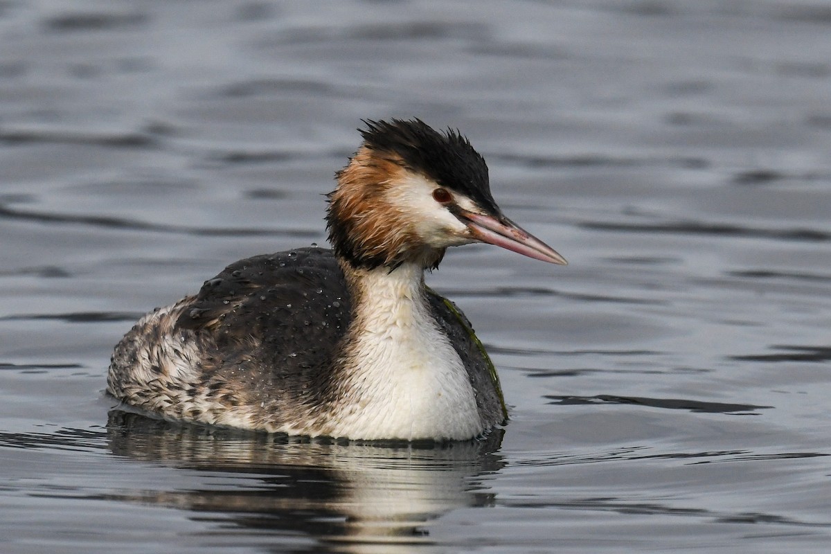 Great Crested Grebe - ML296802331