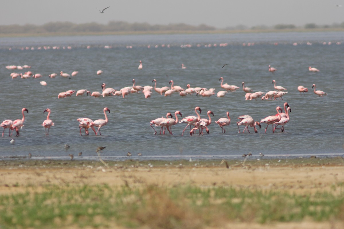 Lesser Flamingo - ML296802781