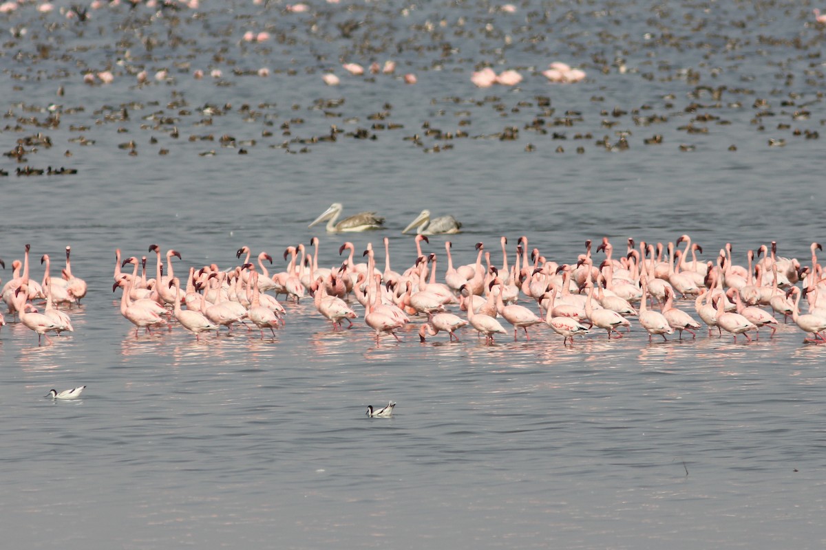 Lesser Flamingo - ML296802821