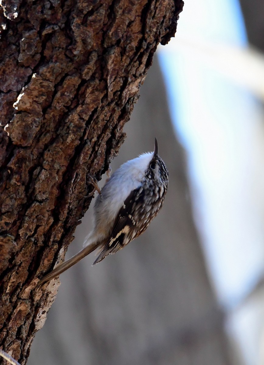Brown Creeper - ML296803741