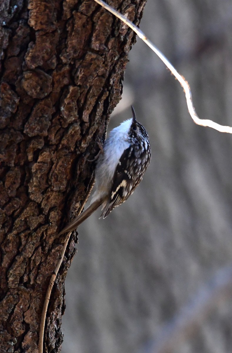 Brown Creeper - ML296804001