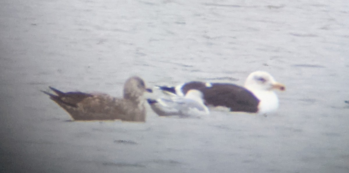 Great Black-backed Gull - ML296806031