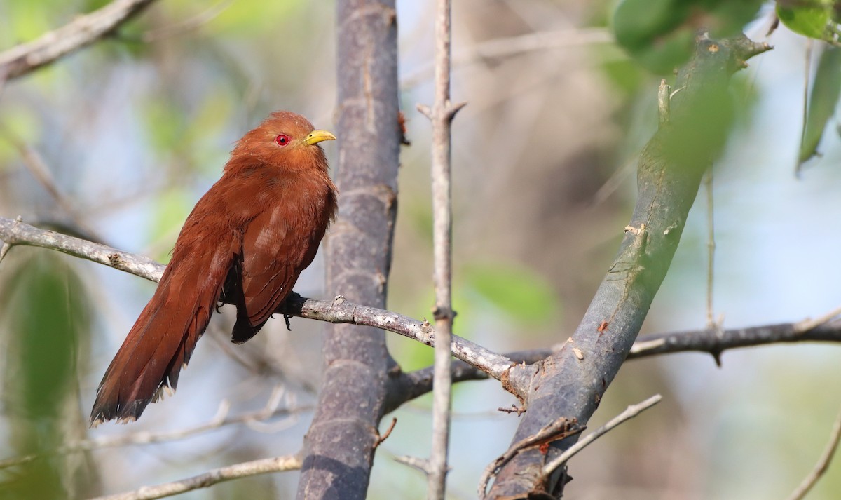 Little Cuckoo - ML296806071