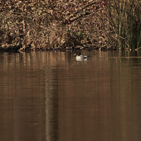 Common Goldeneye - ML296806391