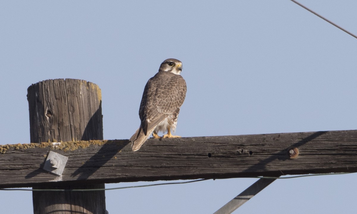 Prairie Falcon - Brian Sullivan