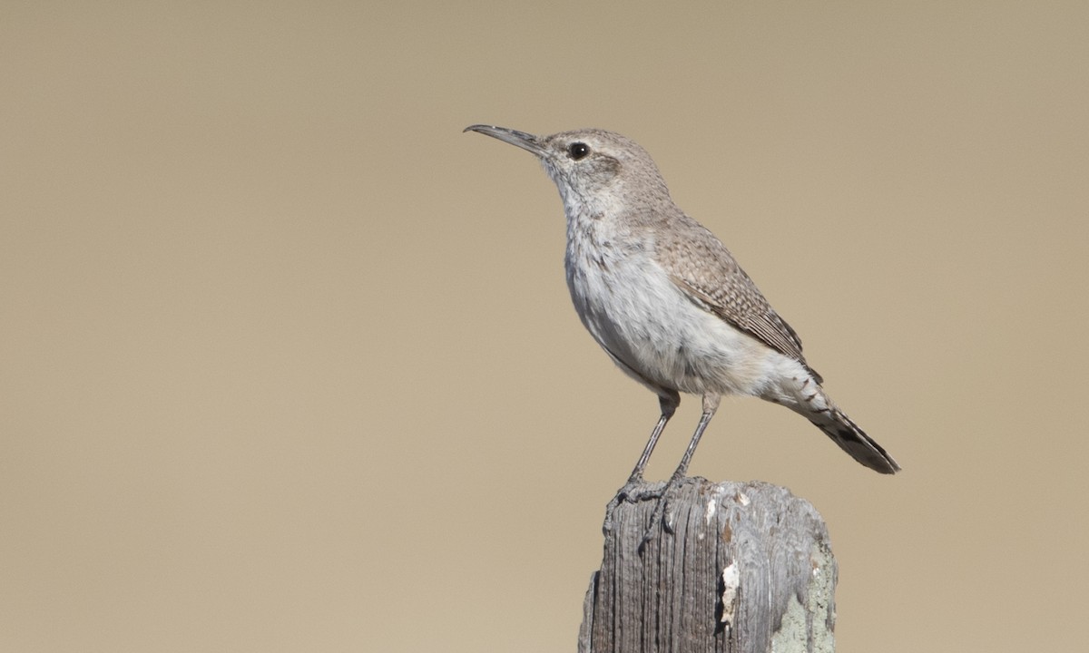 Rock Wren - Brian Sullivan