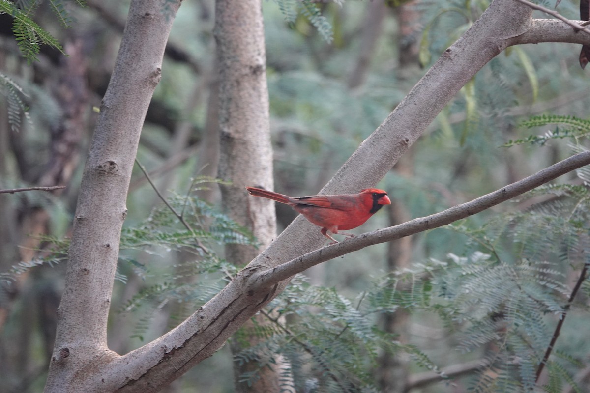 Cardinal rouge - ML296809261