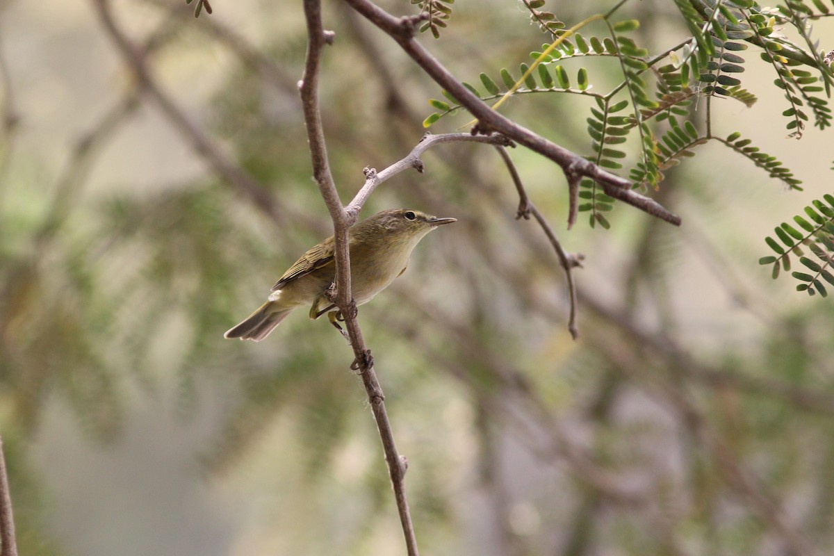 Common Chiffchaff - ML296810111