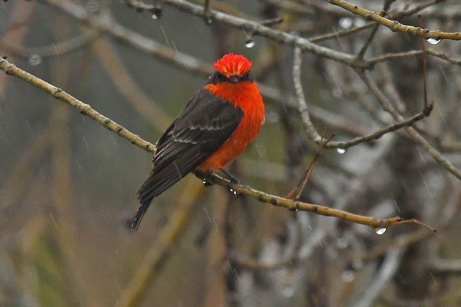 Vermilion Flycatcher - Troy Hibbitts