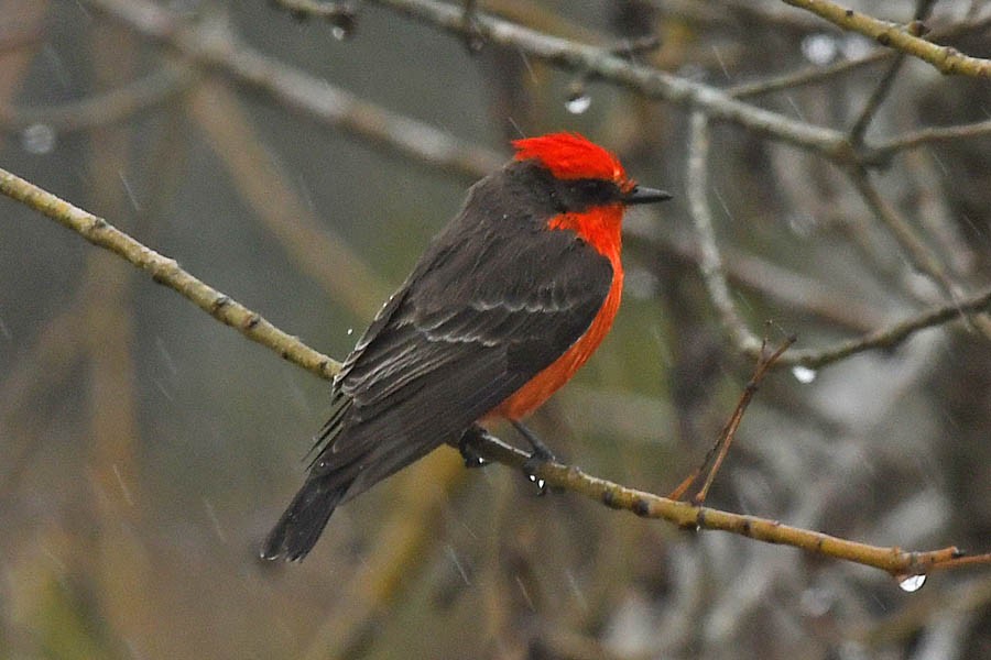 Vermilion Flycatcher - ML296810141