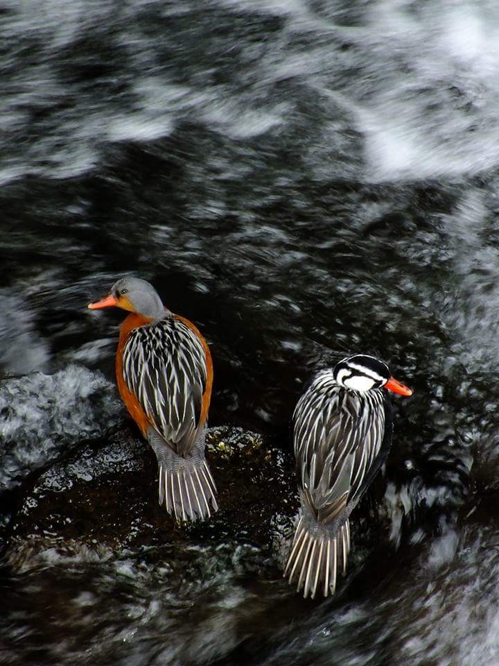 Torrent Duck - Manuel Alejandro Fuentealba Barrientos