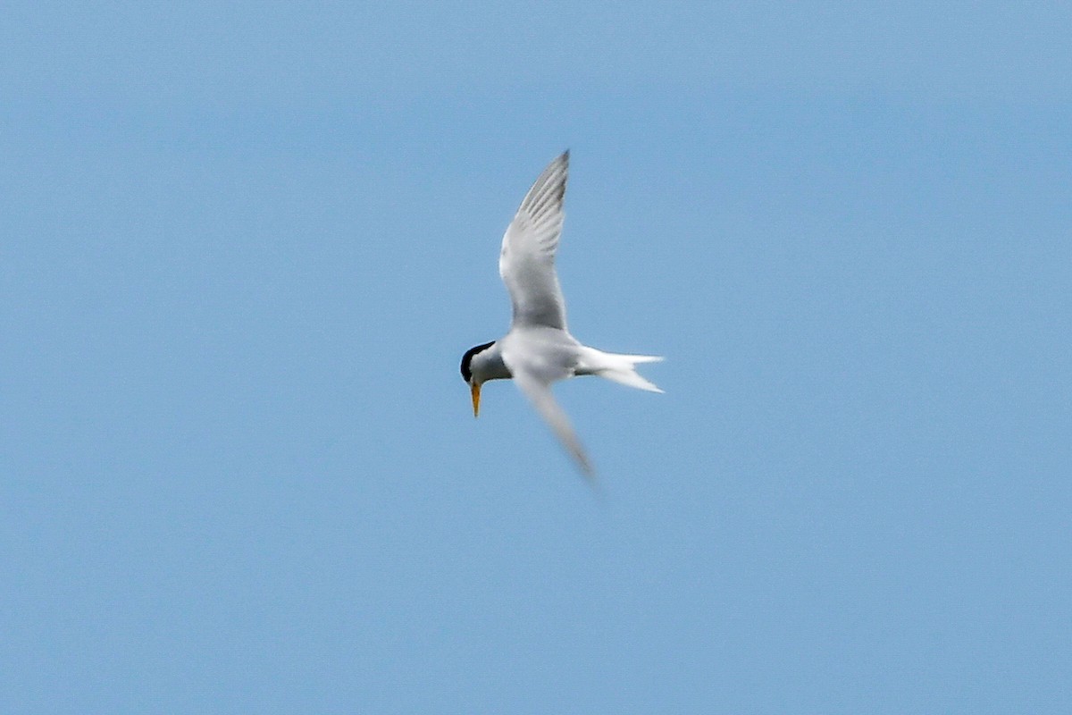 Australian Fairy Tern - Alison Bentley