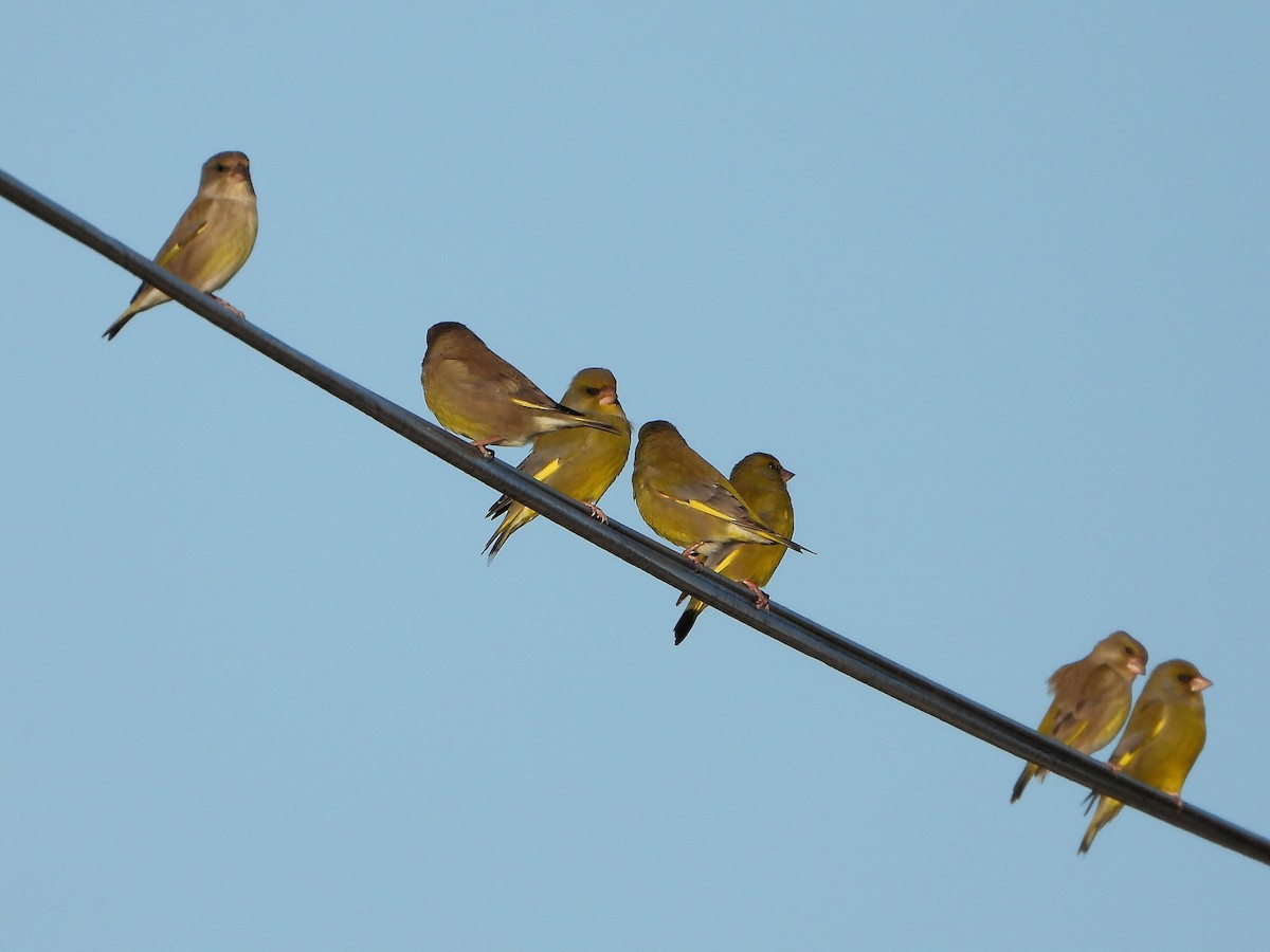 European Greenfinch - ML296811381