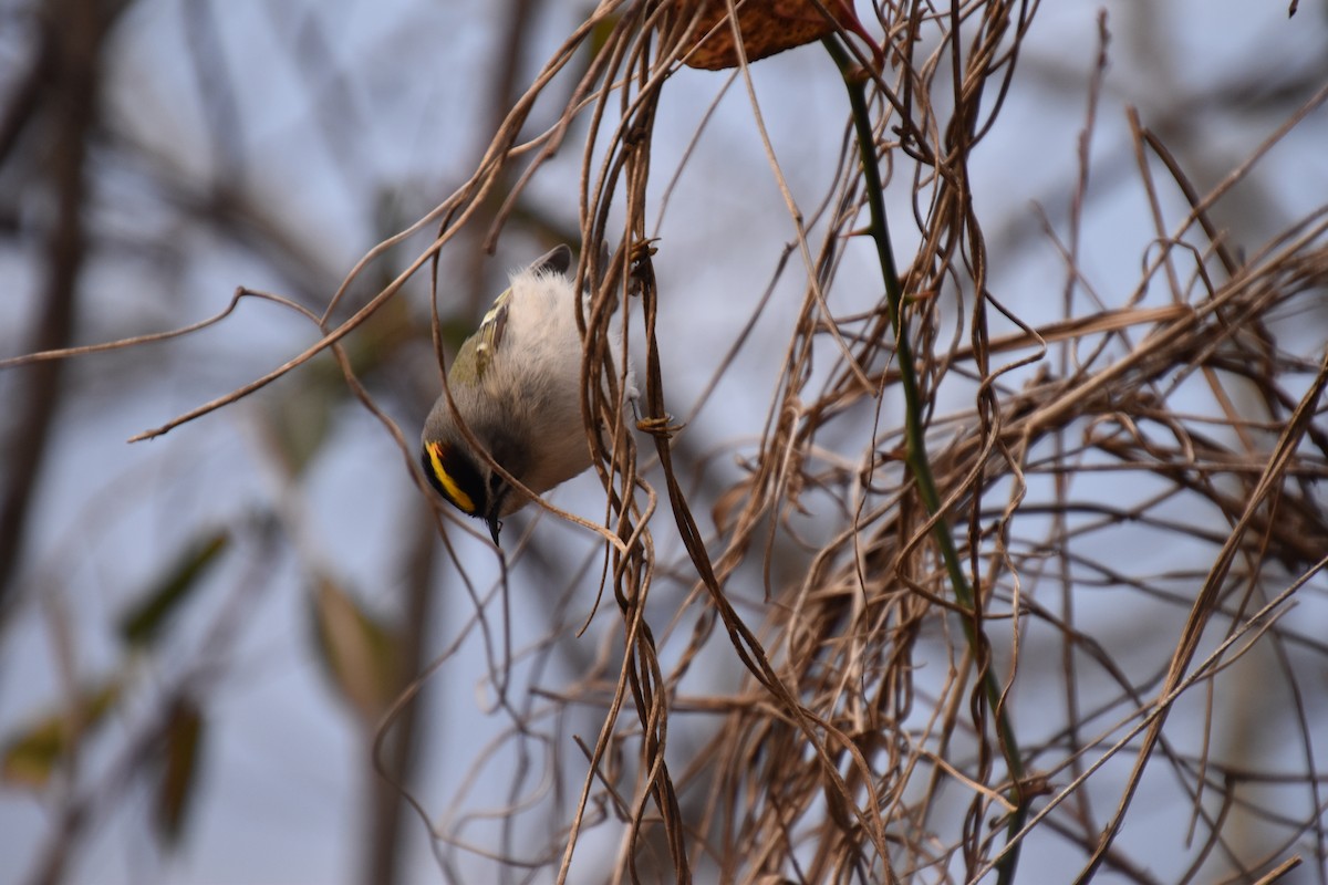 Golden-crowned Kinglet - Duncan  Fraser