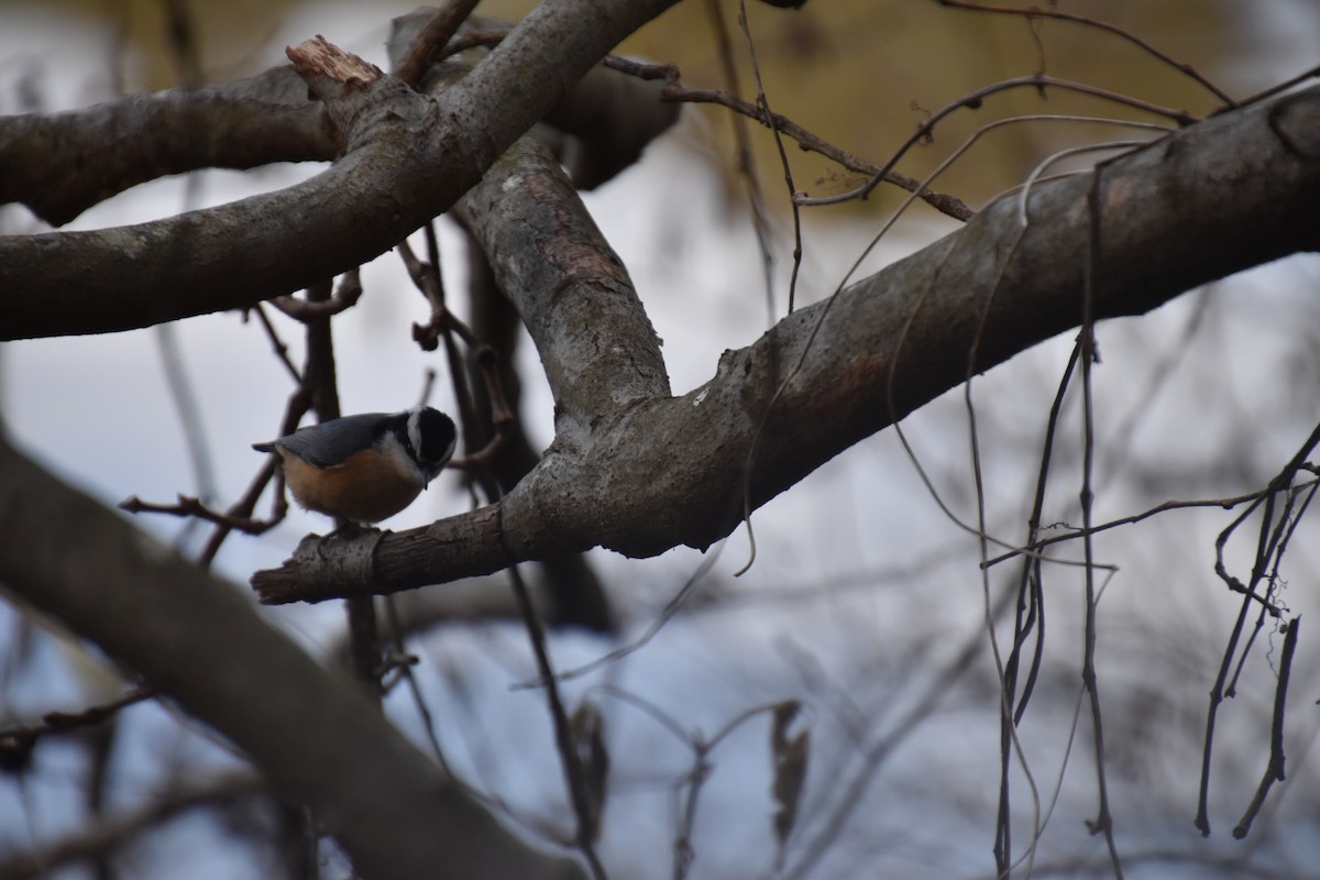 Red-breasted Nuthatch - ML296812761