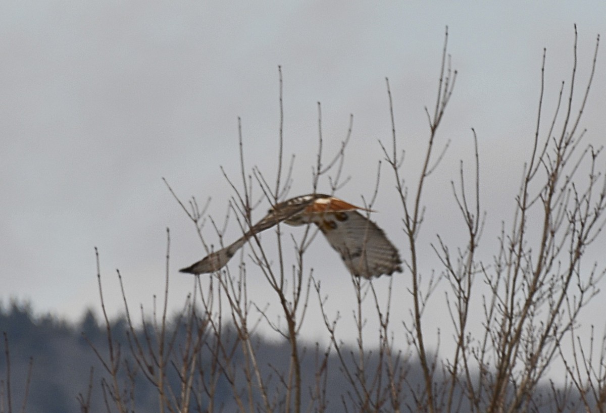Red-tailed Hawk (borealis) - ML296812821