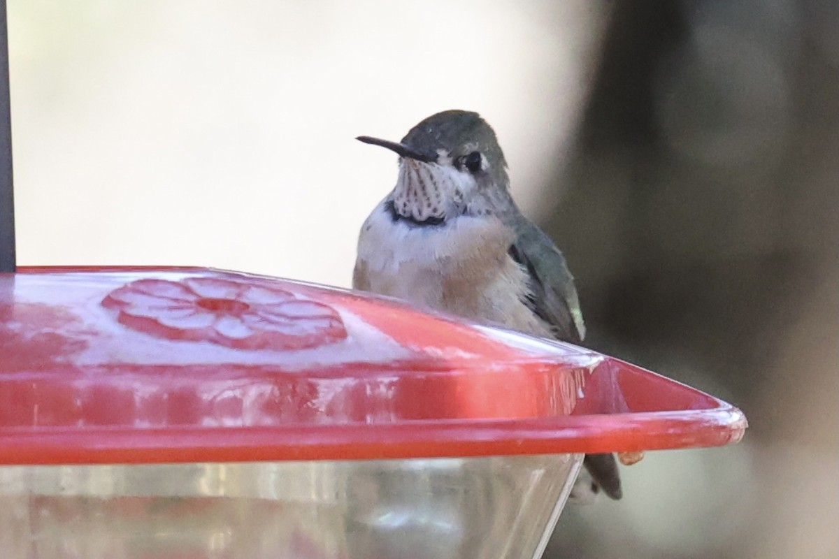 Colibrí Calíope - ML296814271