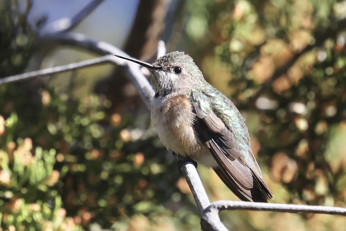 Calliope Hummingbird - ML296814281