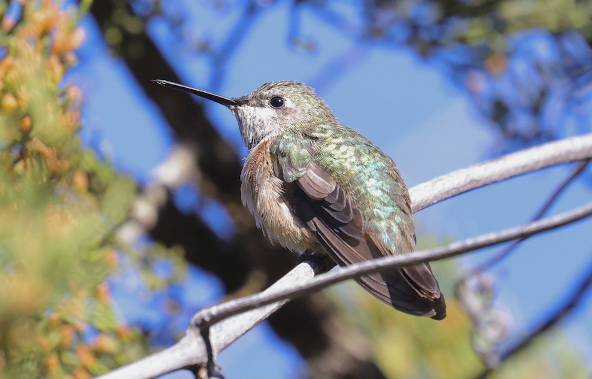 Calliope Hummingbird - ML296814291