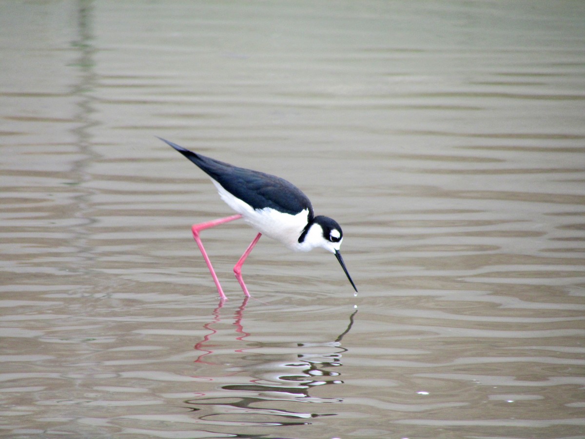 Black-necked Stilt - Amanda Garcia