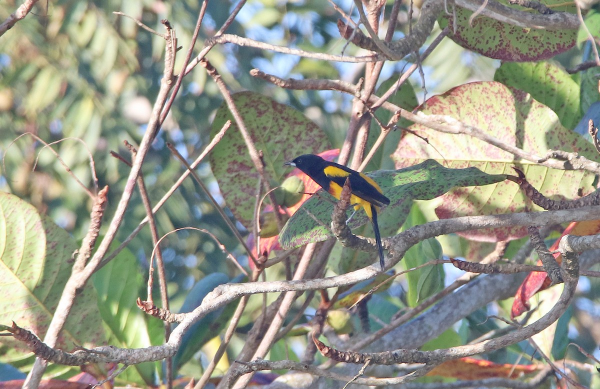 Black-cowled Oriole - Tim Avery