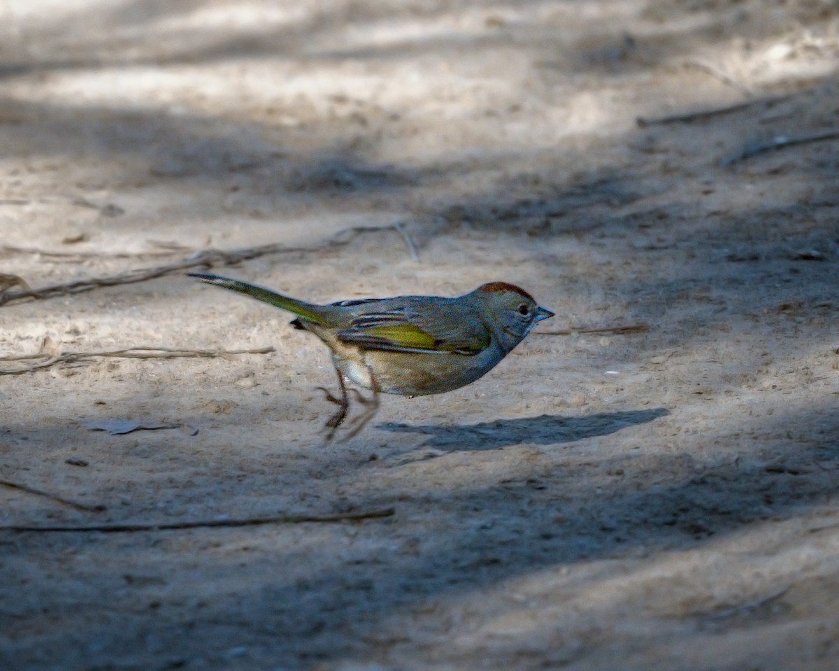 Green-tailed Towhee - ML296816471