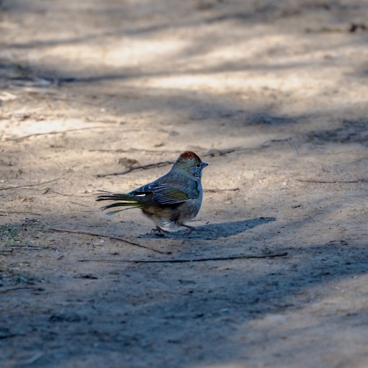 Green-tailed Towhee - ML296816491