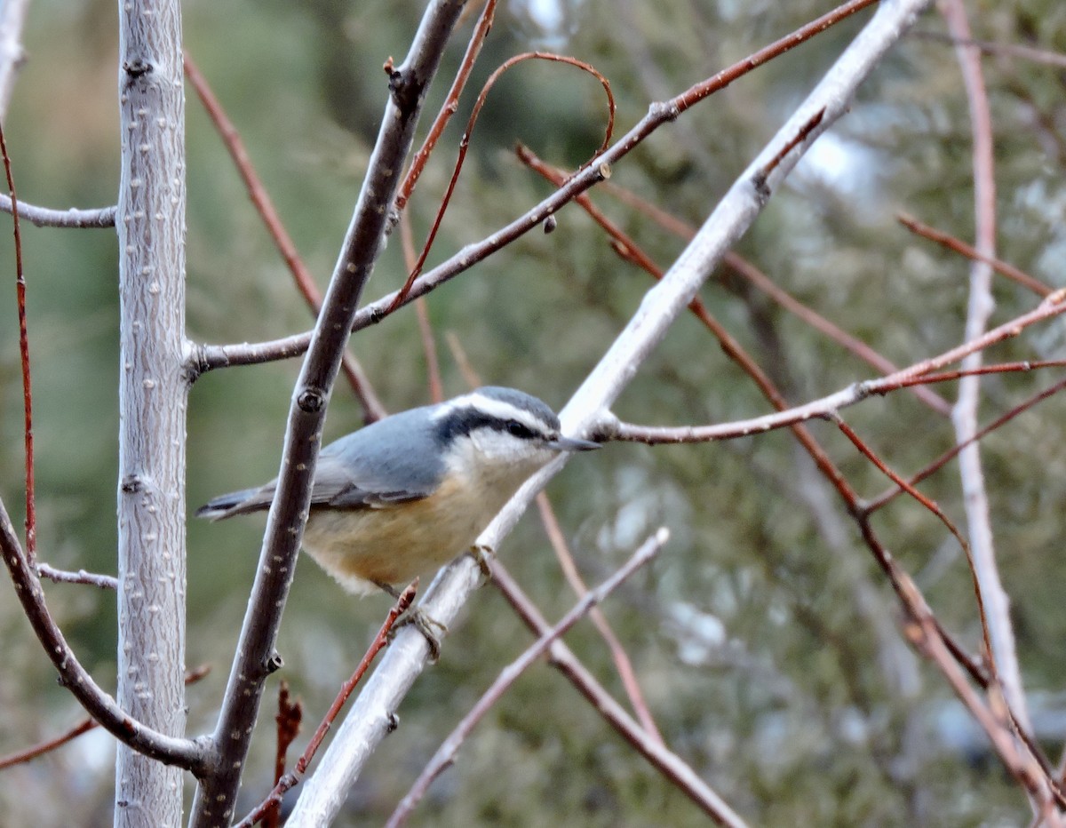 Red-breasted Nuthatch - ML296816601