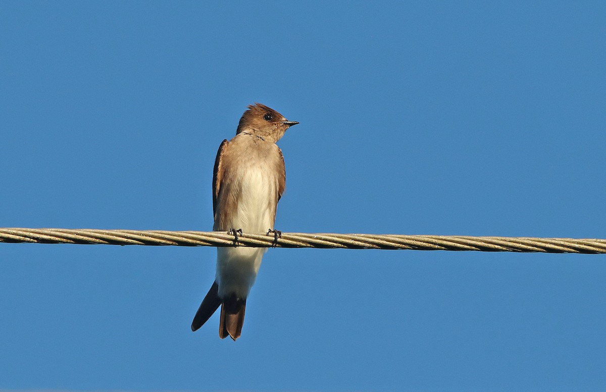 Northern Rough-winged Swallow (Ridgway's) - ML296816821