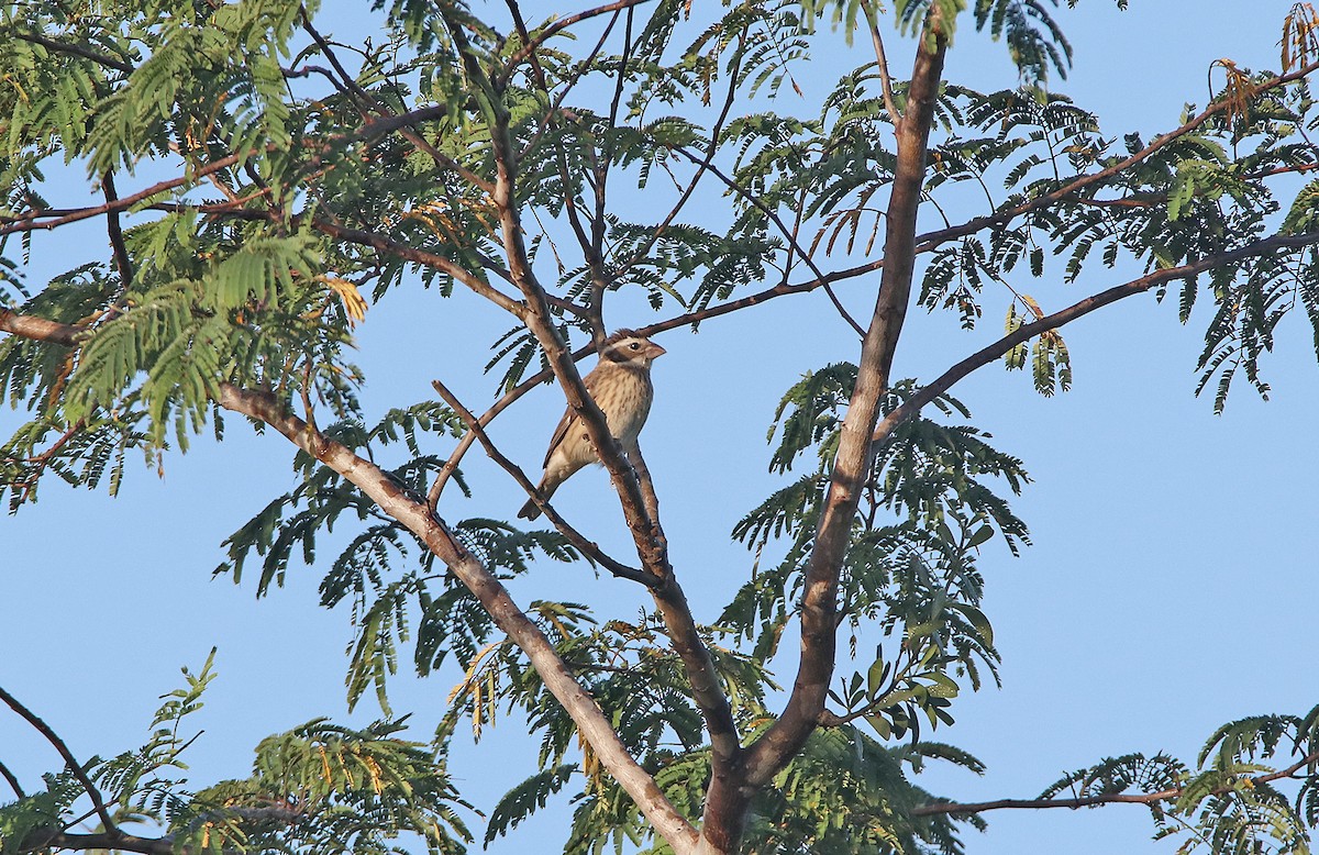 Rose-breasted Grosbeak - ML296816881